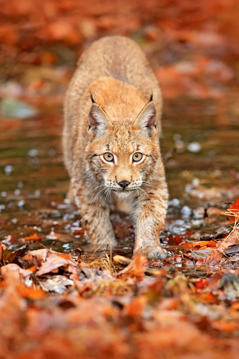 Spiritual Meaning Of A Bobcat Crossing Your Path
