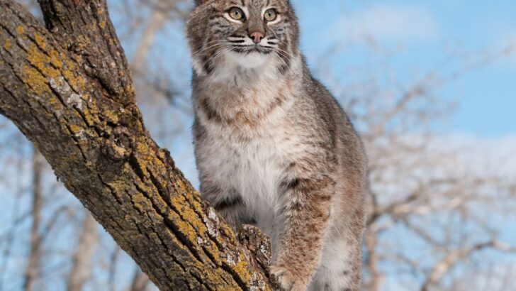 Spiritual Meaning Of A Bobcat Crossing Your Path