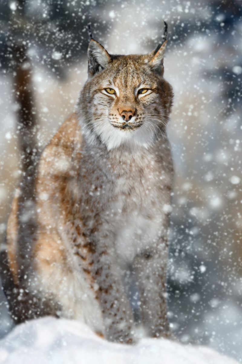 Spiritual Meaning Of A Bobcat Crossing Your Path