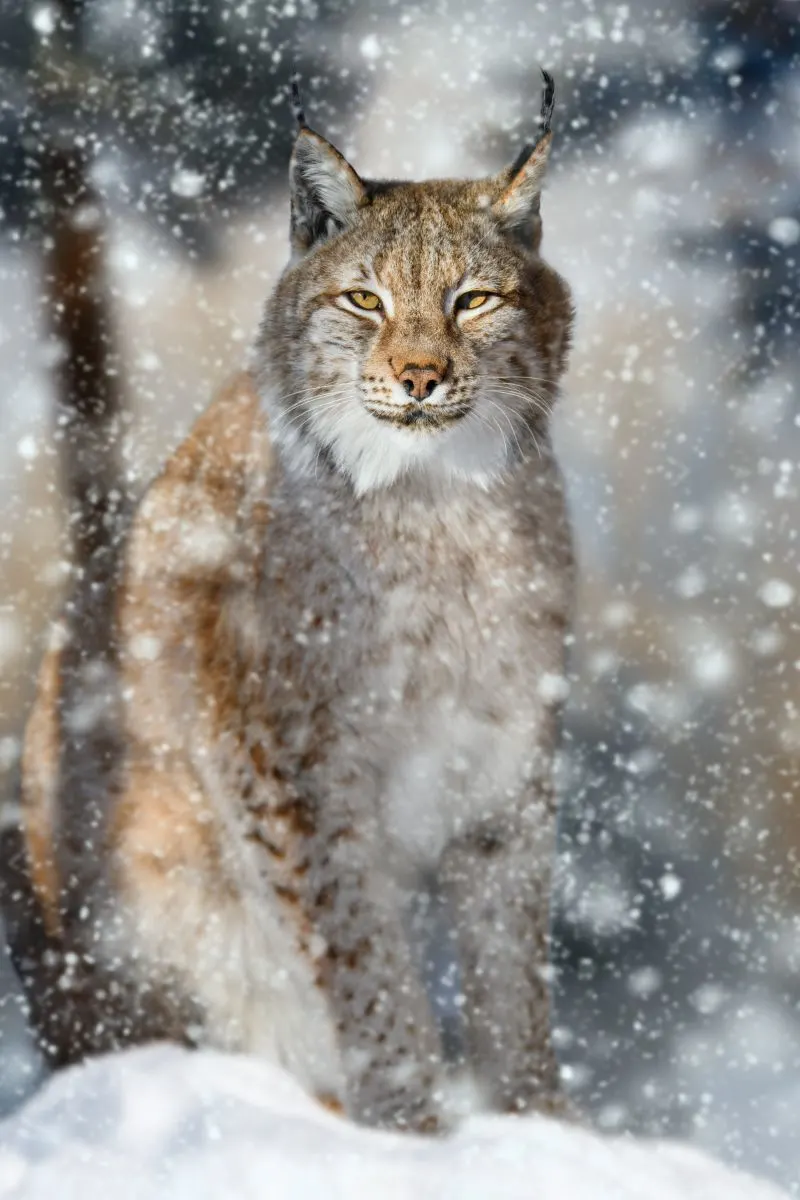 Spiritual Meaning Of A Bobcat Crossing Your Path