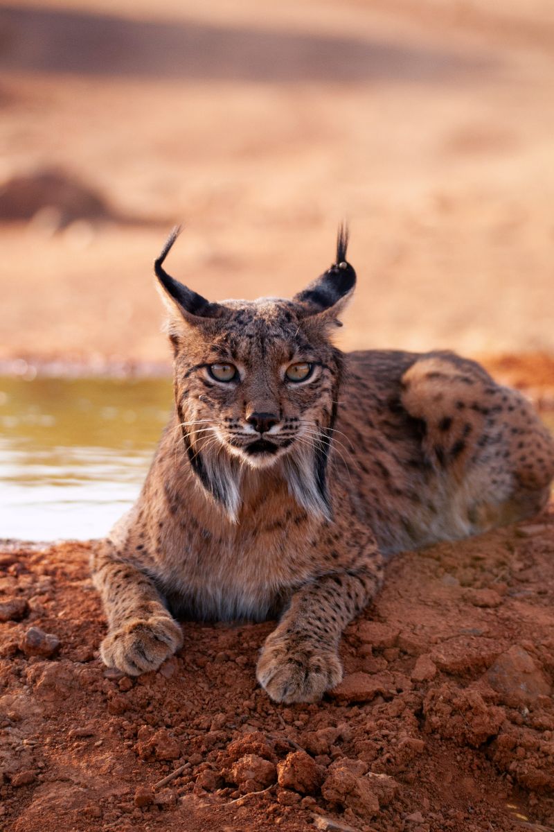 Spiritual Meaning Of A Bobcat Crossing Your Path