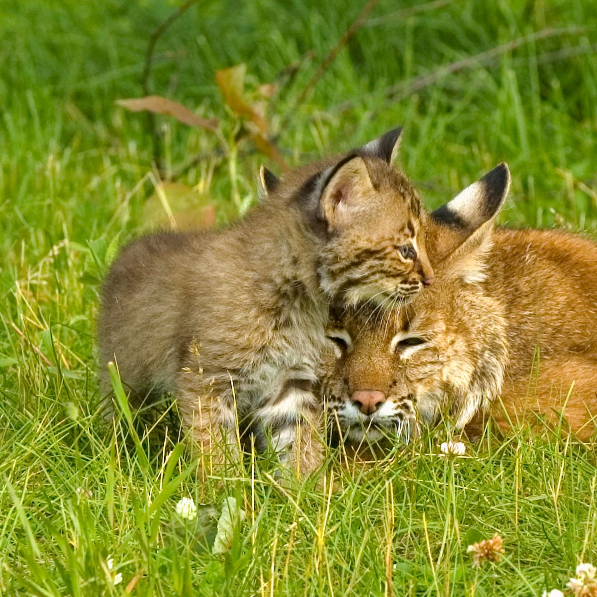 Spiritual Meaning Of A Bobcat Crossing Your Path