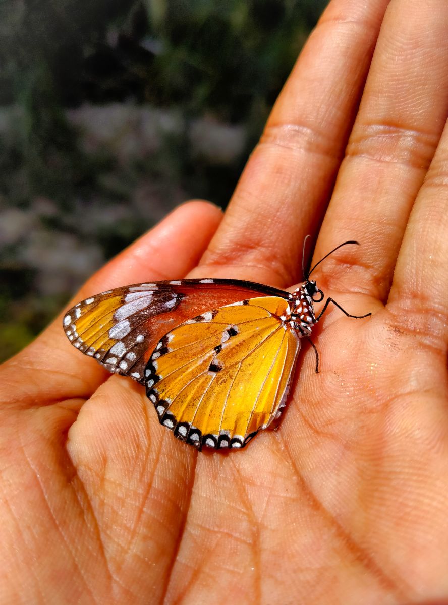 Spiritual Meaning Of Seeing A Butterfly