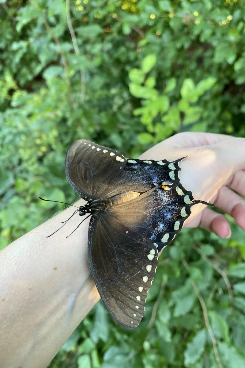 Spiritual Meaning Of Seeing A Butterfly