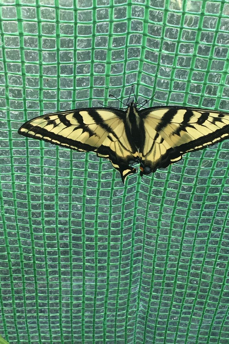 Swallowtail Butterfly 