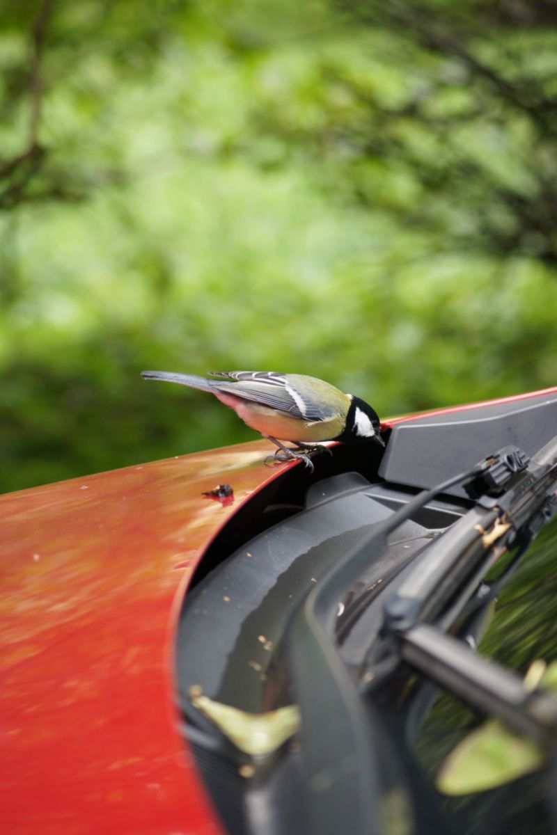 What Does It Mean When A Bird Lands On Your Car Spiritual Meaning