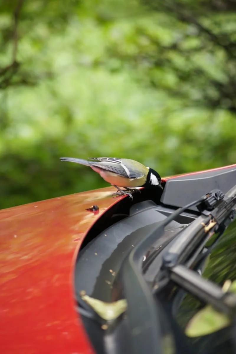 What Does It Mean When A Bird Lands On Your Car Spiritual Meaning