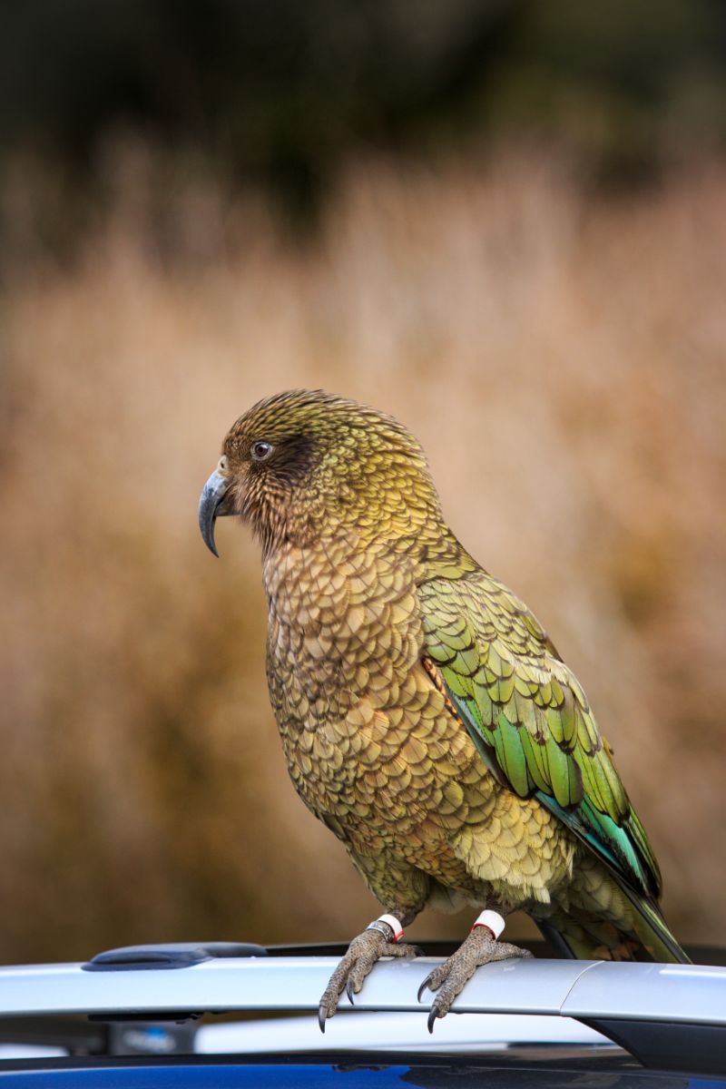 What Does It Mean When A Bird Lands On Your Car Spiritual Meaning