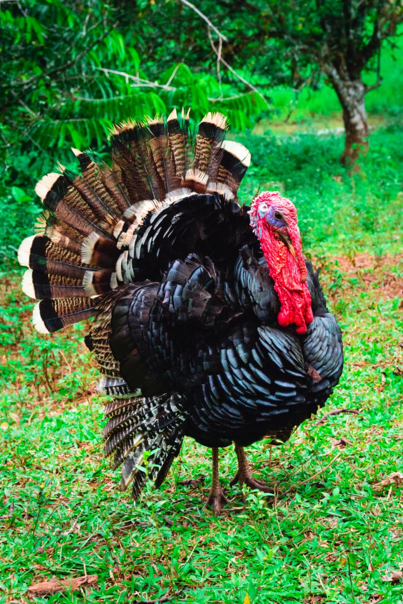 turkey spiritual meaning 