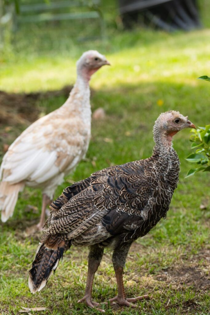 Turkey Spiritual Meaning - Insight state