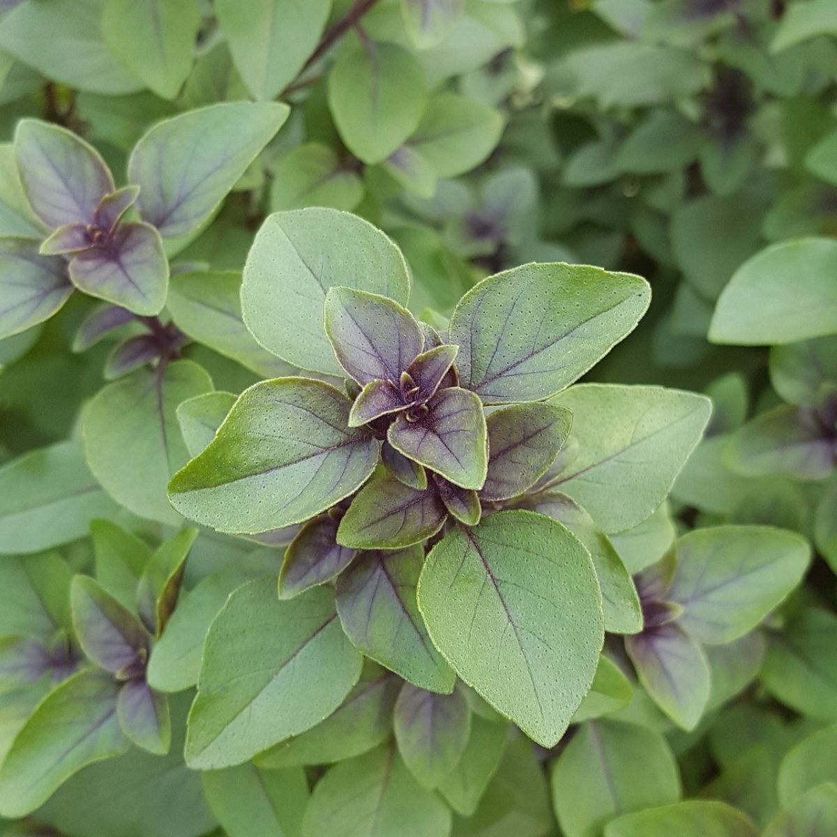 Holy Basil Spiritual Benefit