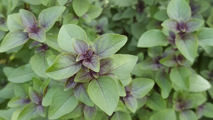 Holy Basil Spiritual Benefits