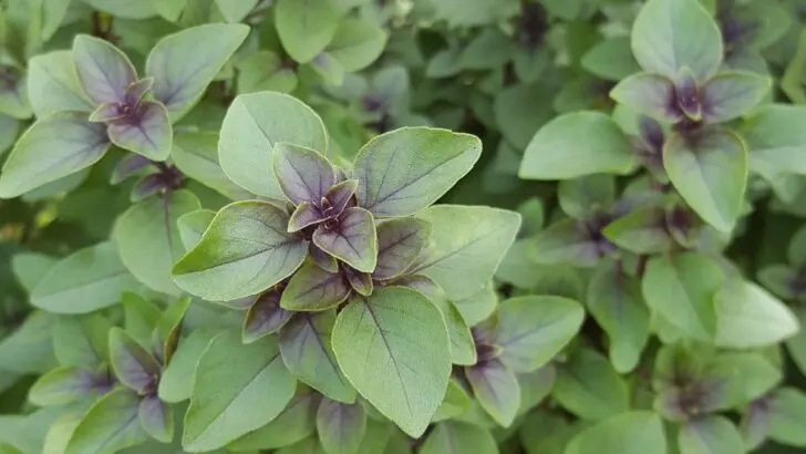 Holy Basil Spiritual Benefits
