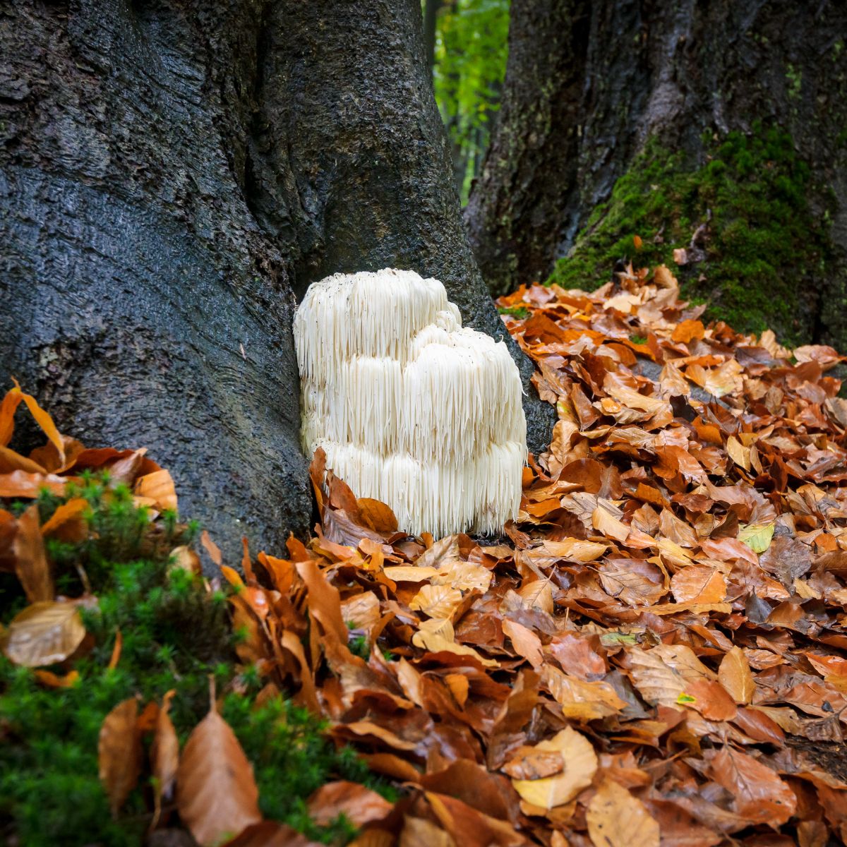 Lion's mane mushrooms