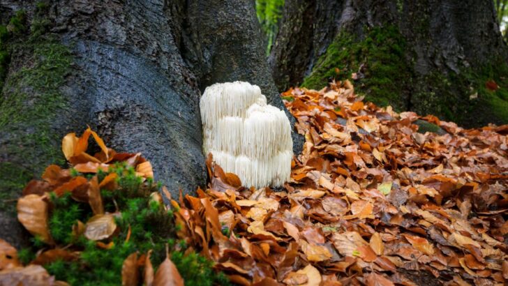 Lion's mane mushrooms