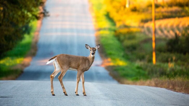 Deer Spiritual Meaning