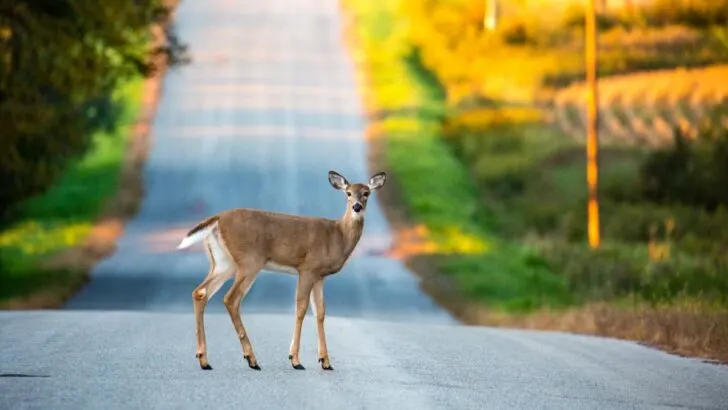 Deer Spiritual Meaning