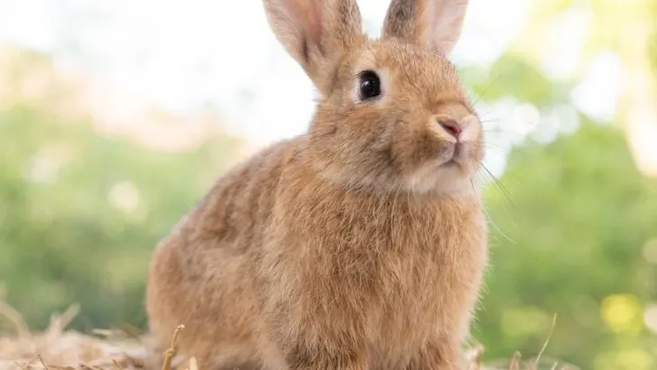 Spiritual Meaning Of Rabbit Crossing Your Path