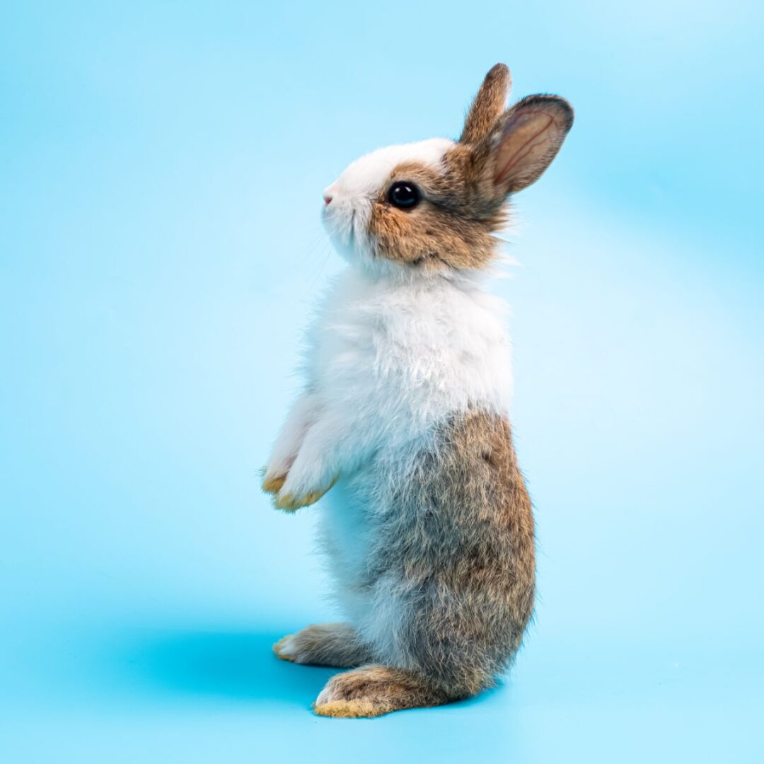 Spiritual Meaning Of Rabbit Crossing Your Path Insight state