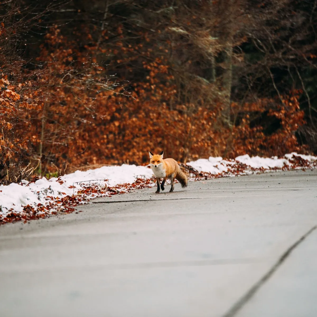Fox Spiritual Meaning