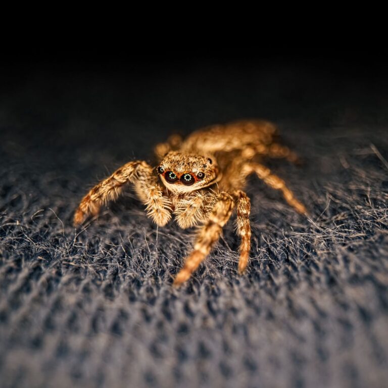 Spider Spiritual Meaning Insight state