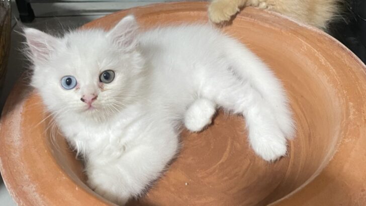 White Cat Spiritual Meaning