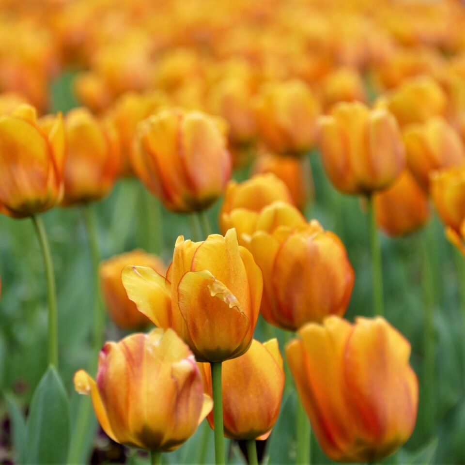 Spiritual Meaning Of The Color Orange - Insight state