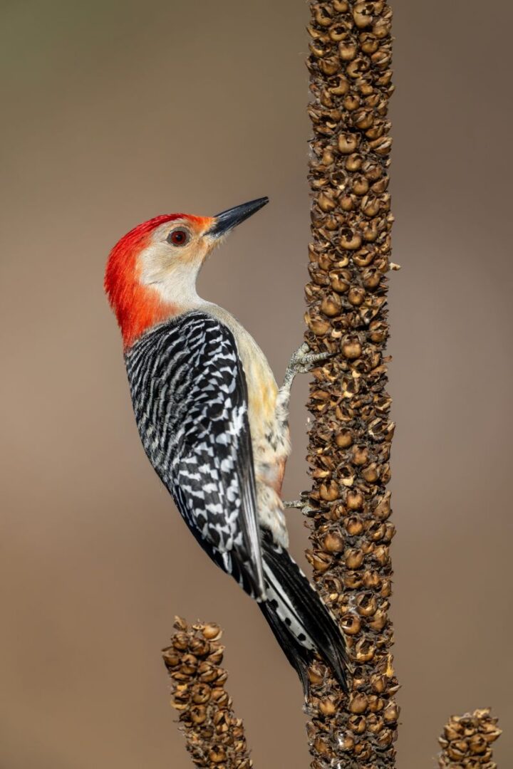 The Woodpecker's Spiritual Meaning in Love - Insight state