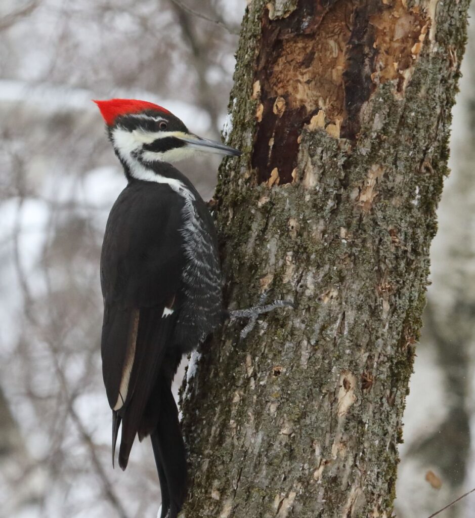 The Woodpecker's Spiritual Meaning in Love - Insight state