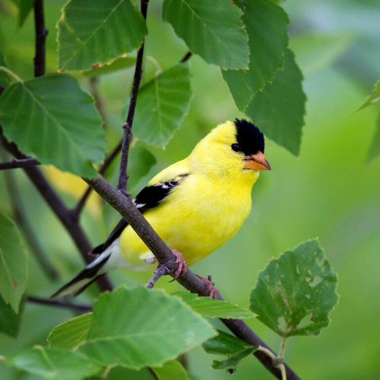 Symbolism & Spiritual Meanings Of Seeing A Yellow Bird - Insight state